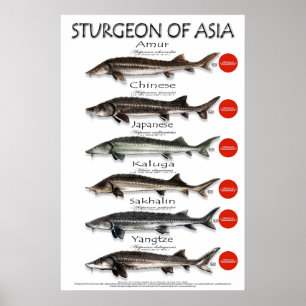 POSTER - 20x30 - STURGEON of ASIA