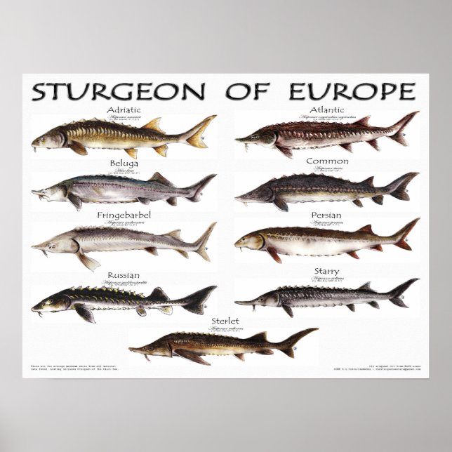 POSTER - 24x18 - STURGEON of EUROPE - (original) (Vorne)