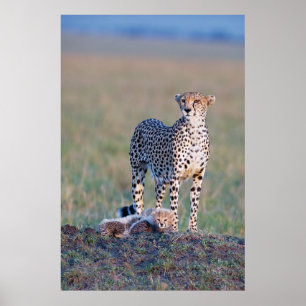 Poster - 24x36 Cheetah Mutter und Jungen