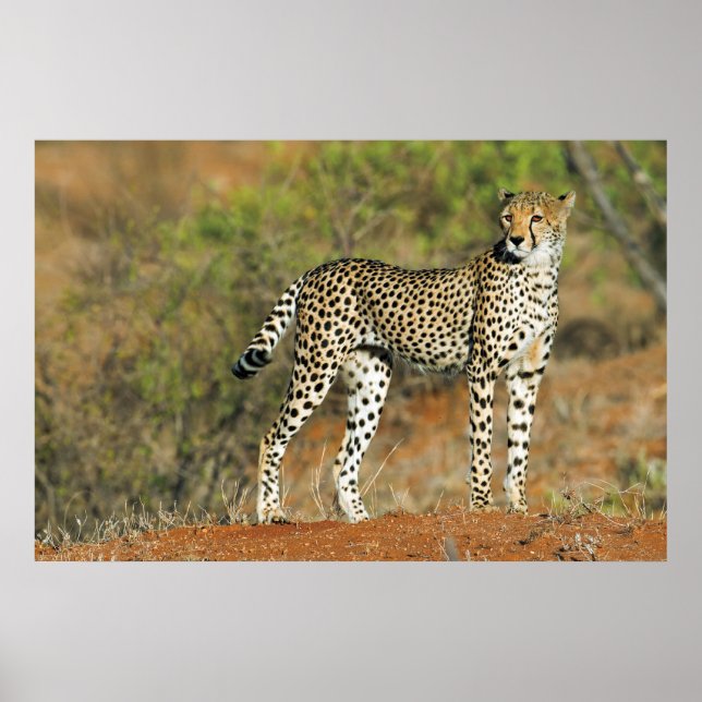 Poster - 36x24 Cheetah (Vorne)
