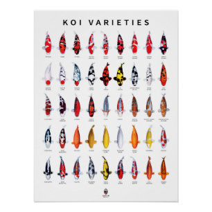 Poster 45 Koi-Typen