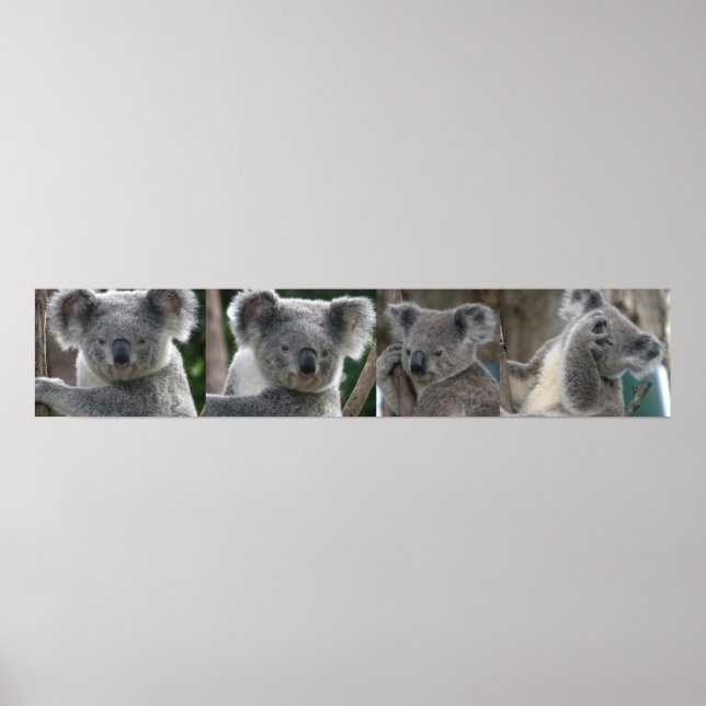 Poster Adoptierte A Koala Australien (Vorne)