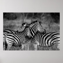 Poster - afrikanisches Zebra-Poster