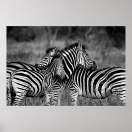 Poster - afrikanisches Zebra-Poster