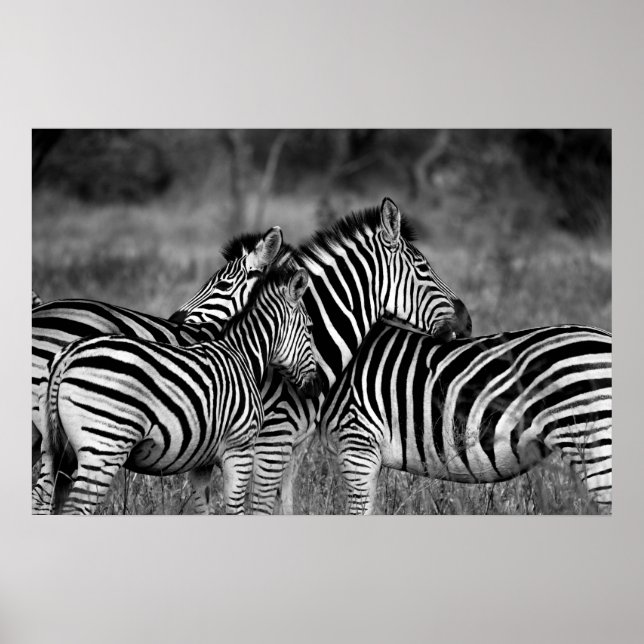 Poster - afrikanisches Zebra-Poster (Vorne)