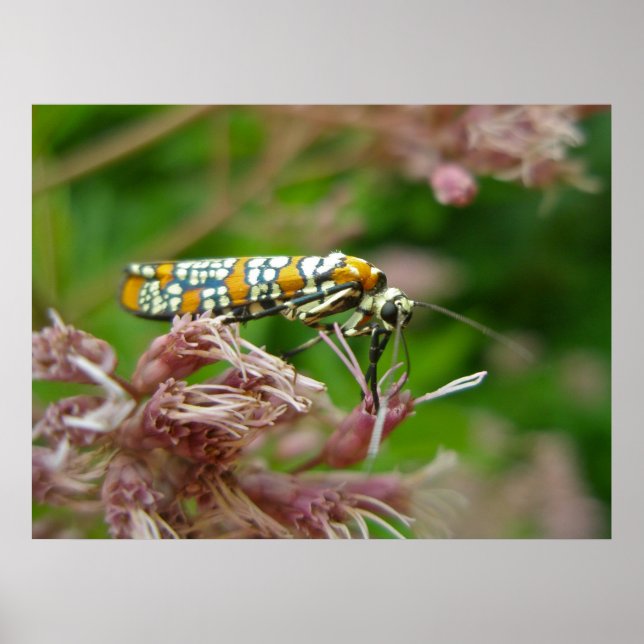 Poster Ailanthus Webworm Moth (Atteva punctella) (Vorne)
