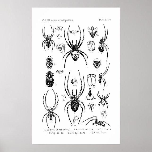 Poster - American Spiders (Vorne)