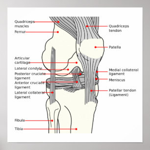Poster Anatomisches Diagramm