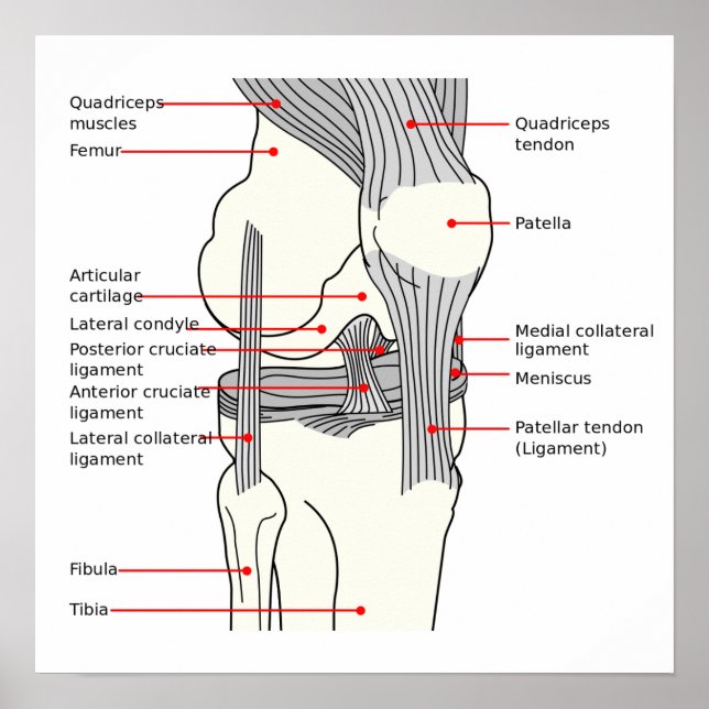 Poster Anatomisches Diagramm (Vorne)