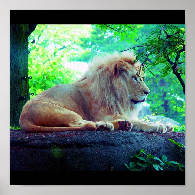 Poster-Animals-27 Poster (Vorne)