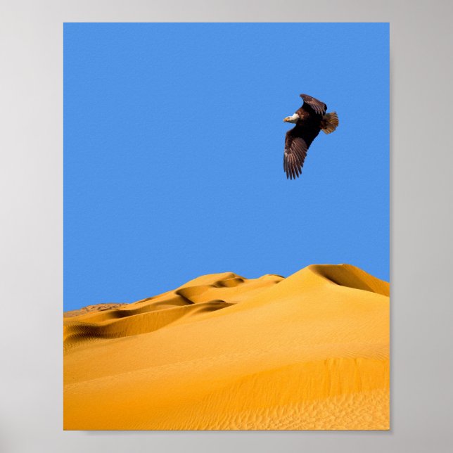 Poster Bald Eagle (Vorne)