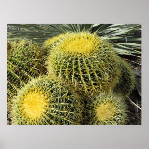 Poster — Barrel Cacti