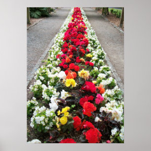 Poster Begonias