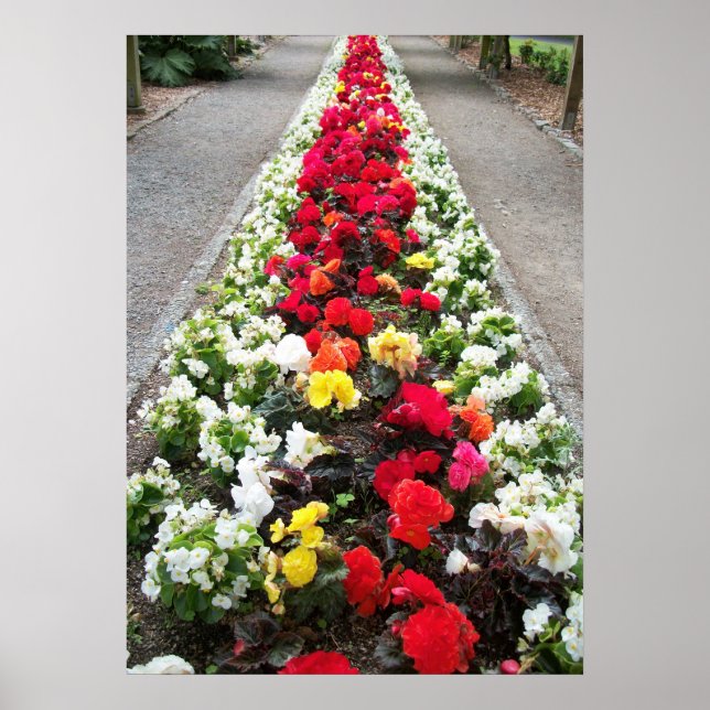 Poster Begonias (Vorne)