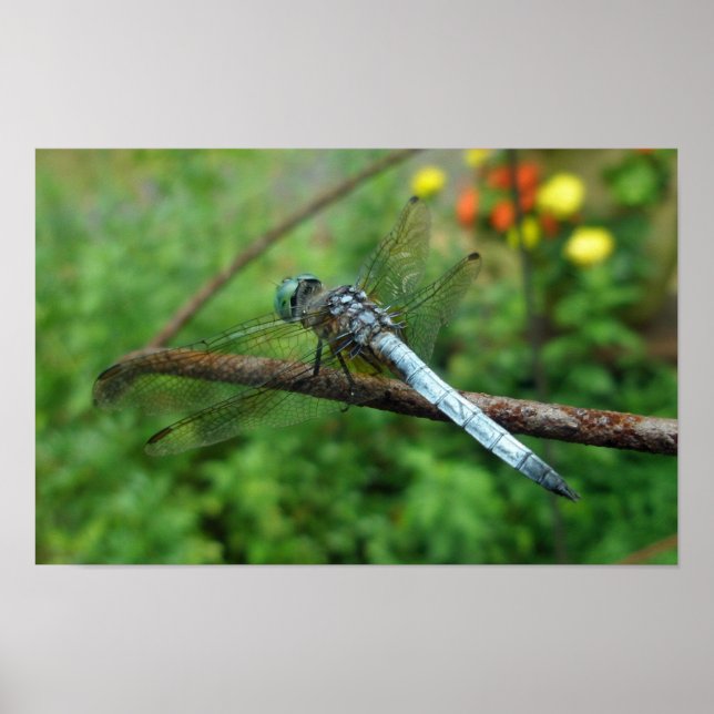 Poster Blue Dasher Dragonfly (Vorne)