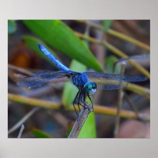 Poster - Blue dragonfly
