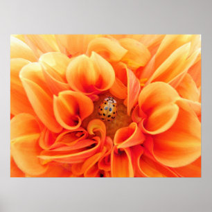 Poster Blume/Ladybug