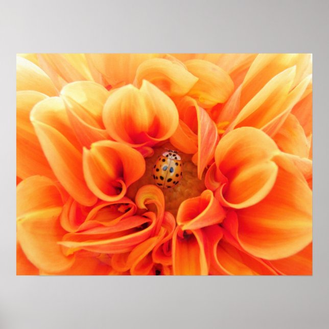 Poster Blume/Ladybug (Vorne)
