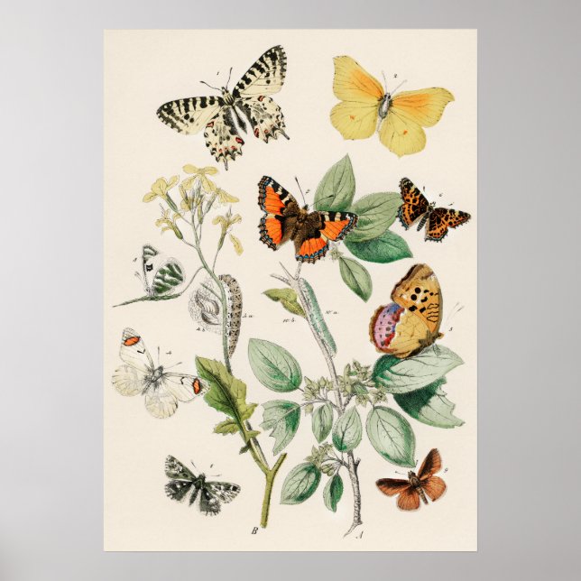 Pôster Borboletas e Mariposas by William F Kirby Poster (Vorne)