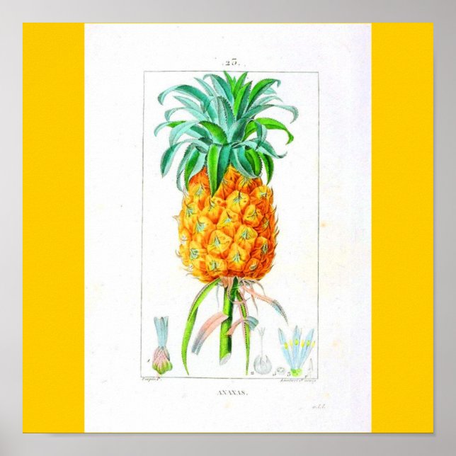 Poster-Botanicals-Ananas Poster (Vorne)