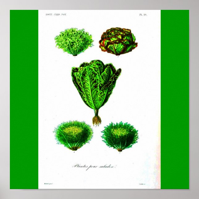 Poster-Botanicals-Lettuces Poster (Vorne)