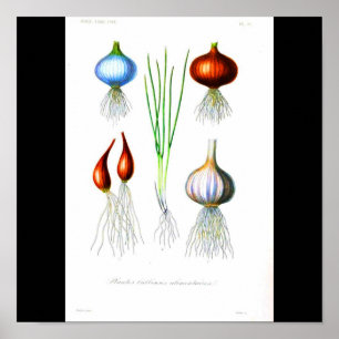Poster-Botanicals-Zwiebeln und Knoblauch Poster
