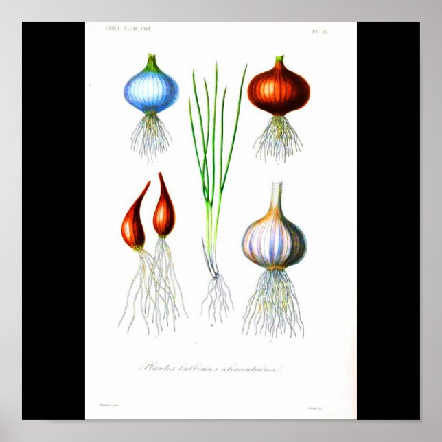 Poster-Botanicals-Zwiebeln und Knoblauch Poster (Vorne)