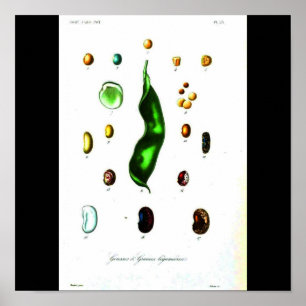 Poster-Botanik-Bohnen Poster