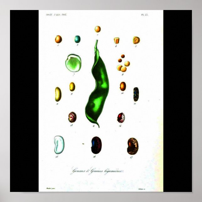 Poster-Botanik-Bohnen Poster (Vorne)