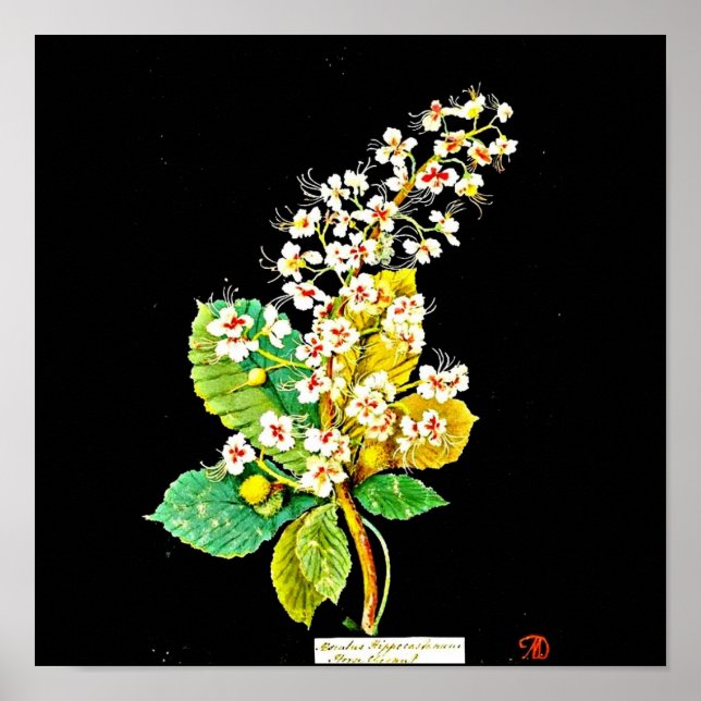 Poster-Botanische Kunst-Mary Delany 11 Poster (Vorne)