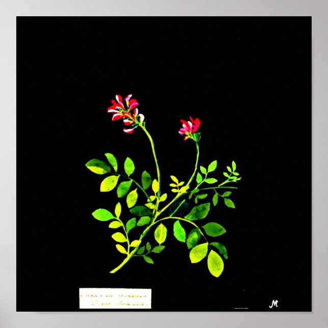 Poster-Botanische Kunst-Mary Delany 15 Poster (Vorne)
