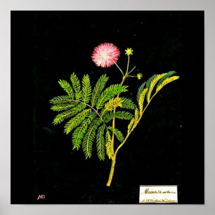 Poster-Botanische Kunst-Mary Delany 21 Poster