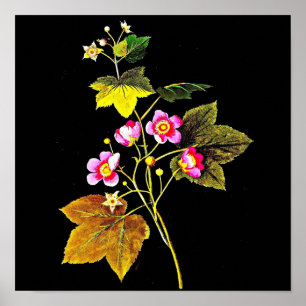 Poster-Botanische Kunst-Mary-Delany 4 Poster