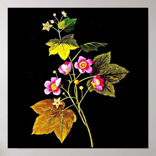 Poster-Botanische Kunst-Mary-Delany 4 Poster (Vorne)