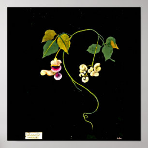 Poster-Botanische Kunst-Mary-Delany 5 Poster