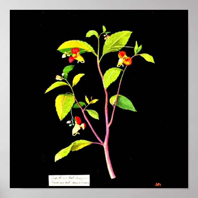 Poster-Botanische Kunst-Mary Delany 7 Poster (Vorne)