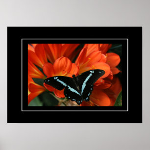 Poster Butterfly/Blume