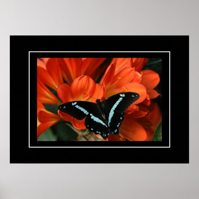 Poster Butterfly/Blume (Vorne)