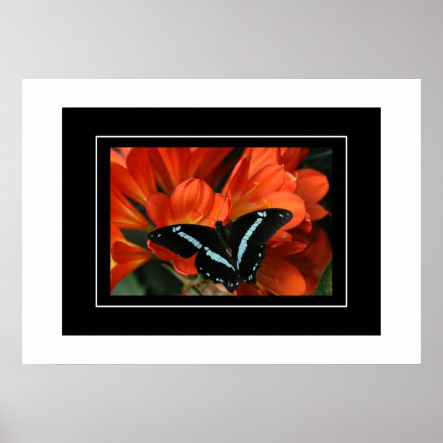 Poster Butterfly/Blume (Vorne)