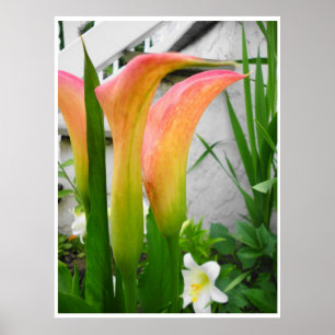Poster, Calla-Lilien Nahaufnahme, Farbuntergrundop Poster