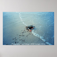 Poster/Chesapeake Bay Weibliche Blauer Krabben