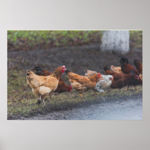 Poster-Chickens auf der Straße Poster
