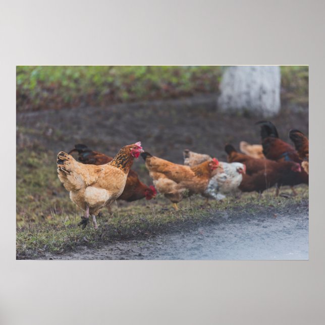 Poster-Chickens auf der Straße Poster (Vorne)