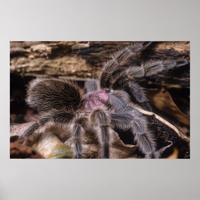 Poster - Chili Rose tarantula (Vorne)