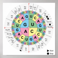 Poster Codons Amino Acids Tabelle Genetischer Code