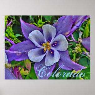 Poster Colorado Columbine