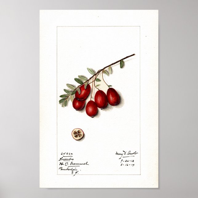 Poster - Cranberries (Vorne)