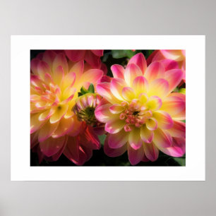 Poster-Dahlias Poster