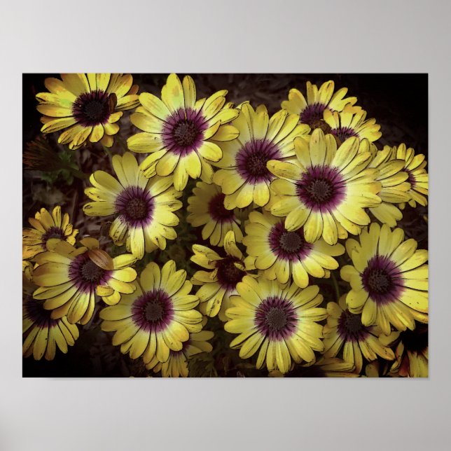 Poster - Daisies (Vorne)
