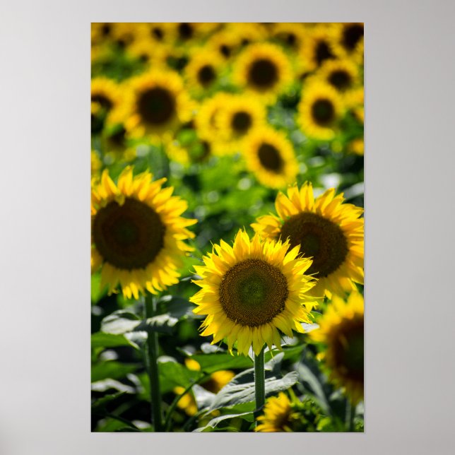 Poster Das Sonnenblumenfeld (Vorne)